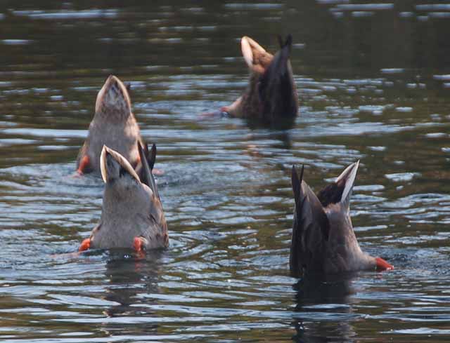 food-searching ducks